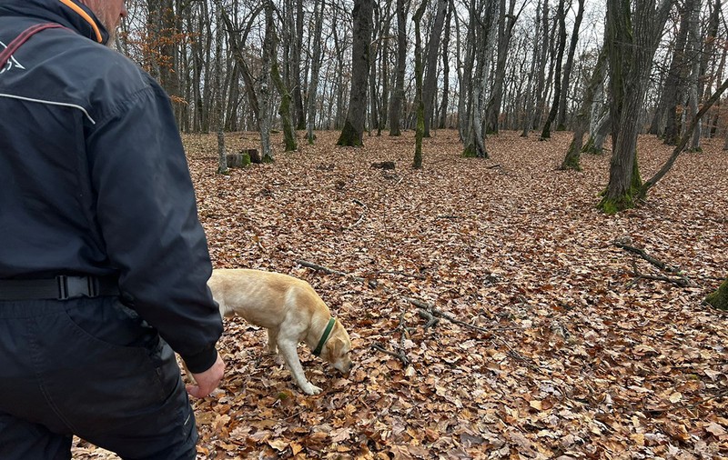 Contribuția serviciilor de dresaj canin în îndeplinirea obiectivelor proiectului „Implementarea  Planului național de acțiune pentru conservarea populației de urs brun din România”