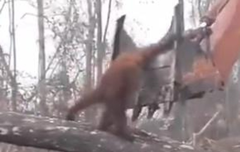 Un urangutan a sărit pe un excavator, în Indonezia, pentru a proteja pădurea (VIDEO)