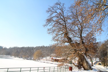 Arhiva foto