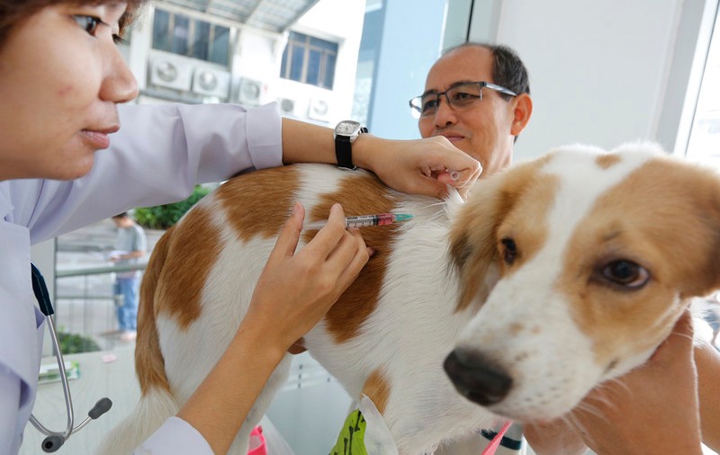 Primul lot de vaccin anti-COVID pentru animale a fost produs în Rusia