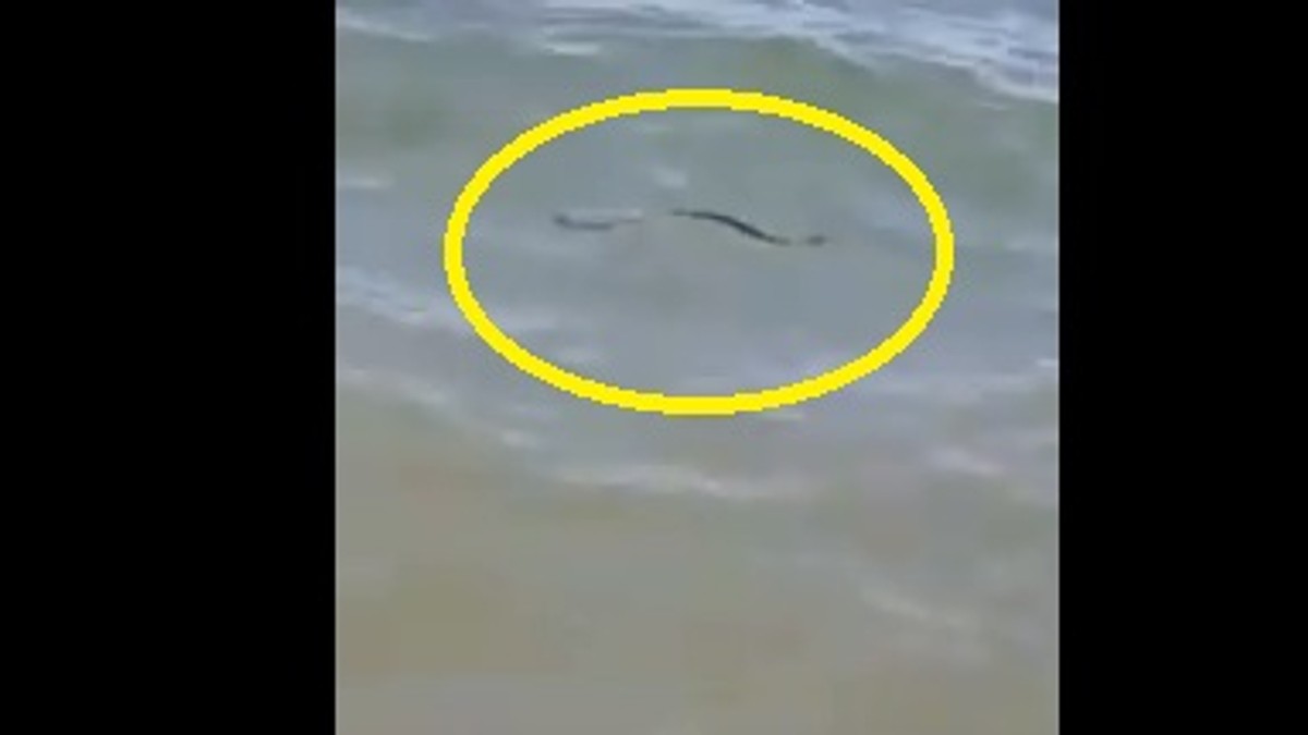Un șarpe a fost văzut plutind în apă, la Eforie