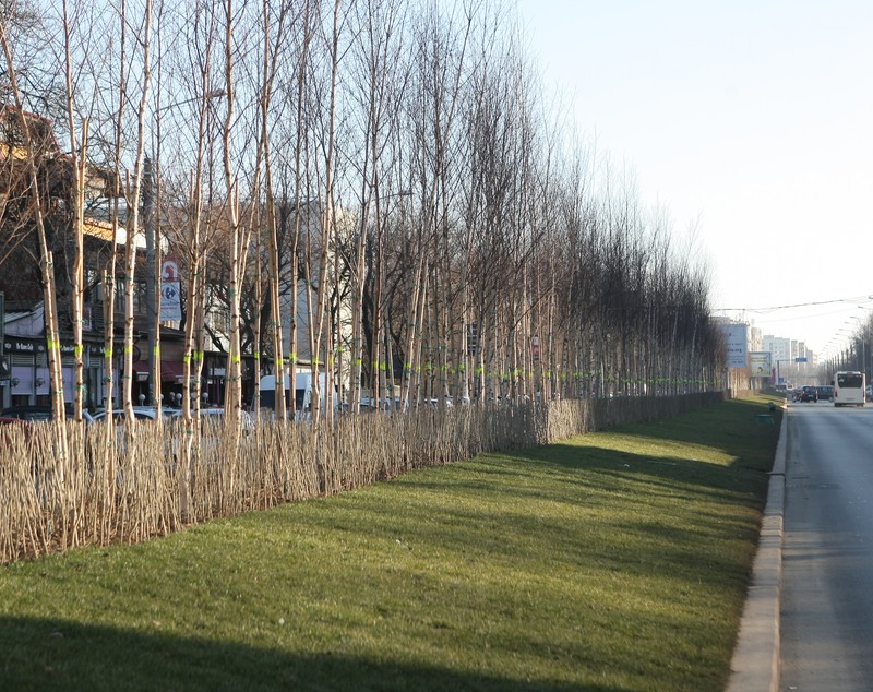 EXCLUSIV| Primăria Sectorului 3 cheltuiește peste 200.000 de euro pe arbori și arbuști. Specialiștii spun că e o amenajare haotică