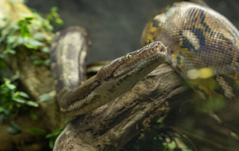 Un piton uriaș, de 6 metri, „spălat” de ploile abundente din provincia thailandeză Pattani: „Ca după apocalipsă” | VIDEO
