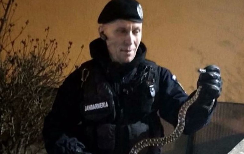 Șarpe descoperit în scara unui bloc din Constanța. Cum au reacționat locatarii