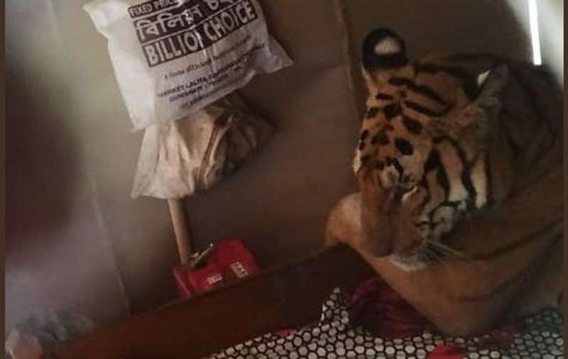 Un tigru alungat de inundații s-a oploșit în casa unui indian