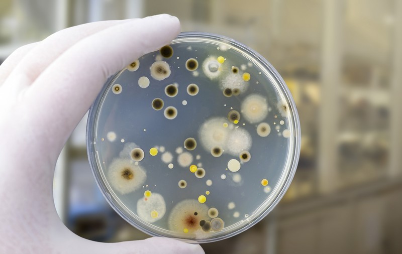 Cele mai periculoase bacterii care pot contamina alimentele