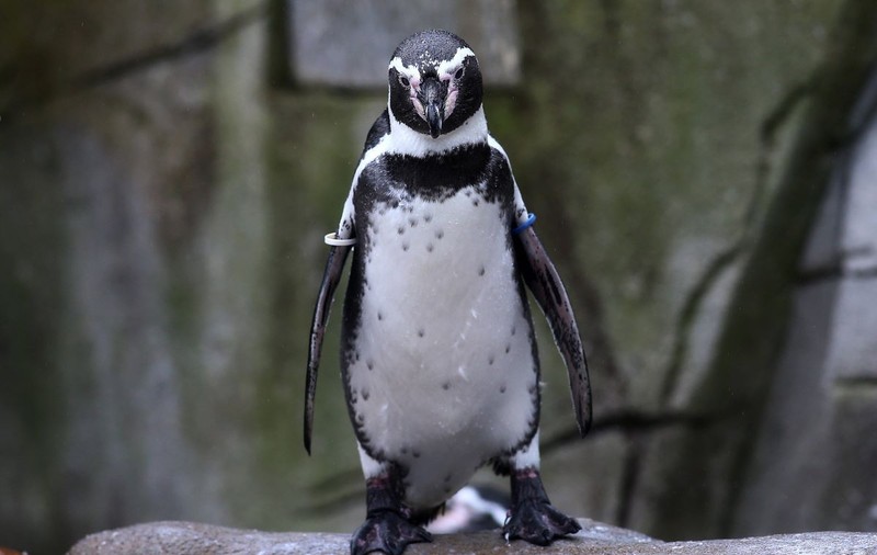 Un pinguin-împărat a făcut cea mai lungă călătorie cunoscută vreodată pentru specia sa, după ce a ajuns în Australia