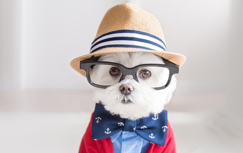 Cel mai fashionist cățel! Te îndrăgostești de el instant! GALERIE FOTO