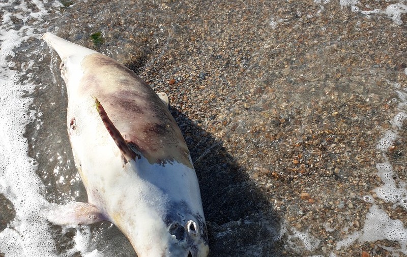 Pui de delfin, găsit mort pe o plajă din Mamaia. ONG: „De la începutul anului au fost găsiți aproximativ 35 de delfini morți pe litoral”
