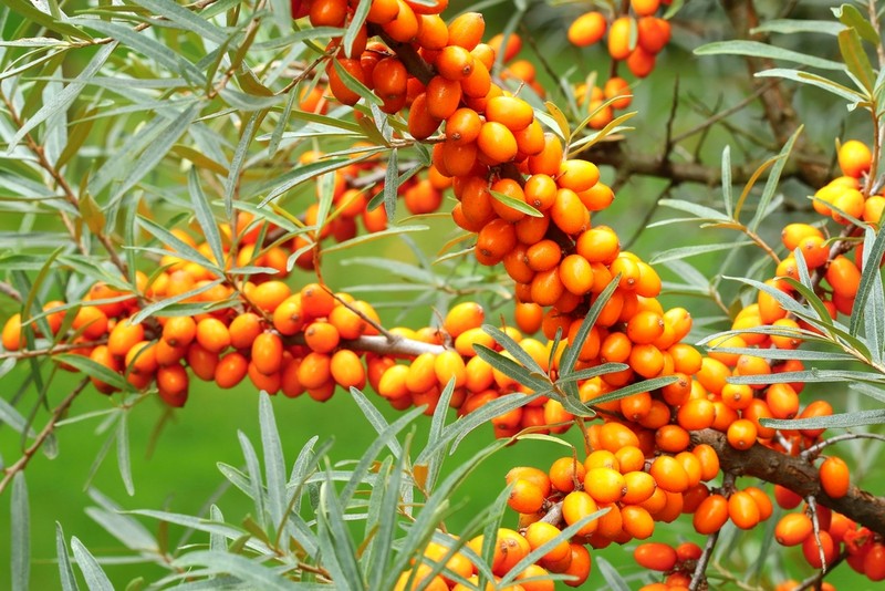 Cătină - Hippophae rhamnoides - una dintre cele mai cunoscute plante medicinale din România