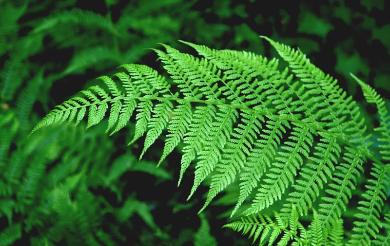 Feriga - plantare și îngrijire. Cum se cultivă una din cele mai populare plante de apartament