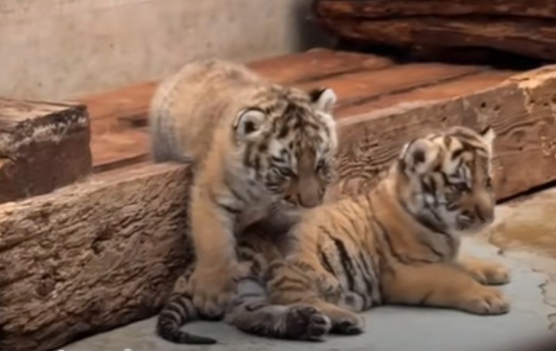 Doi pui de tigru siberian s-au născut la Zoo Oradea. Cum îi pot vedea vizitatorii | VIDEO