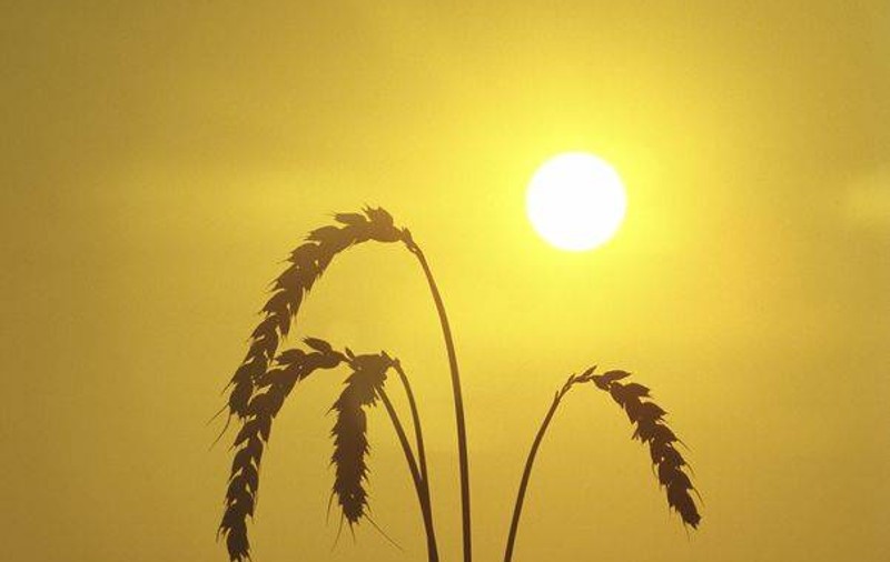 Învingeţi canicula cu sucuri naturale: iată reţetele delicioase!