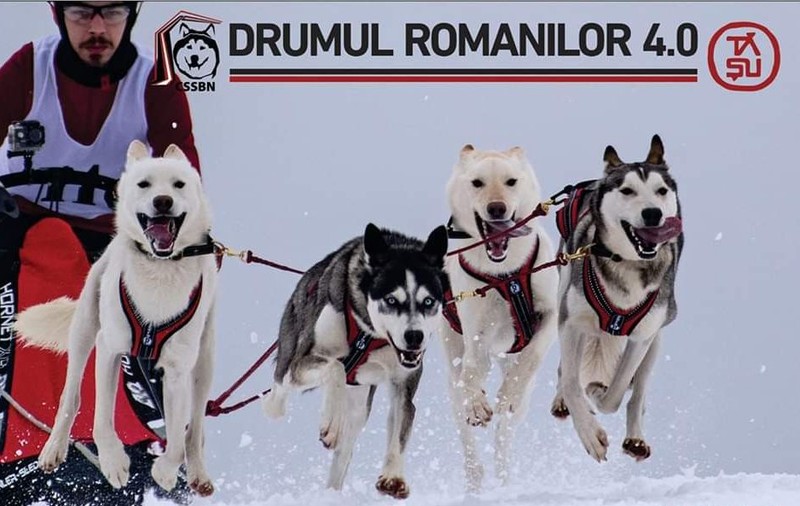 Concurs internațional de sănii trase de câini, în Pasul Tihuța