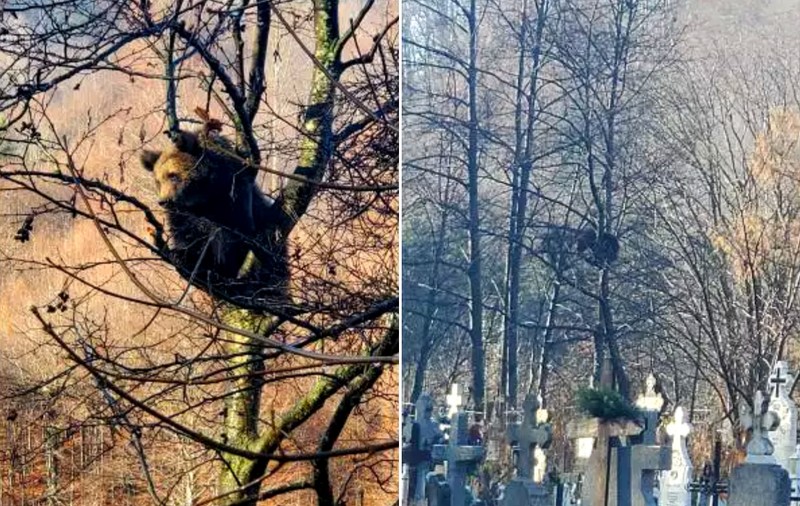 Ursul care s-a suit într-un copac din cimitirul din Azuga, lăsat să coboare după 6 ore. Autoritățile au securizat zona