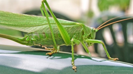 Arhiva foto