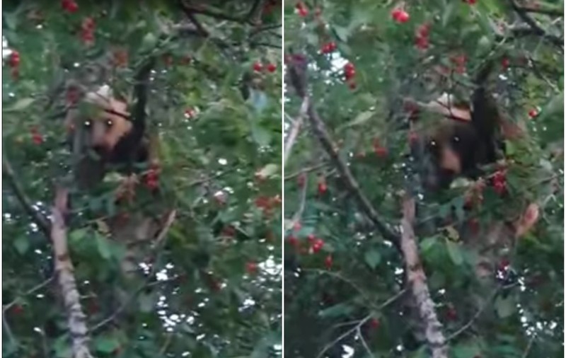 VIDEO | Pui de urs prins la furat de cireșe într-o localitate din Vrancea. Localnic: „Măi, dă-te jos de acolo”