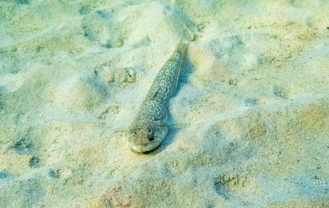 drac de mare, ascuns în nisip