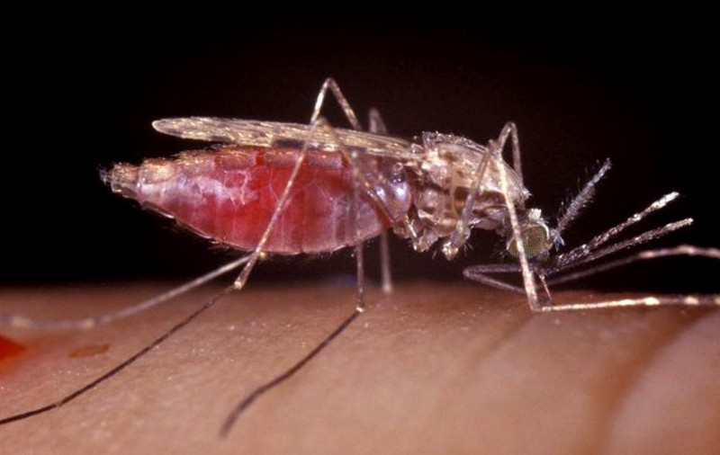 Virusul West Nile, confirmat la un pacient din Satu Mare