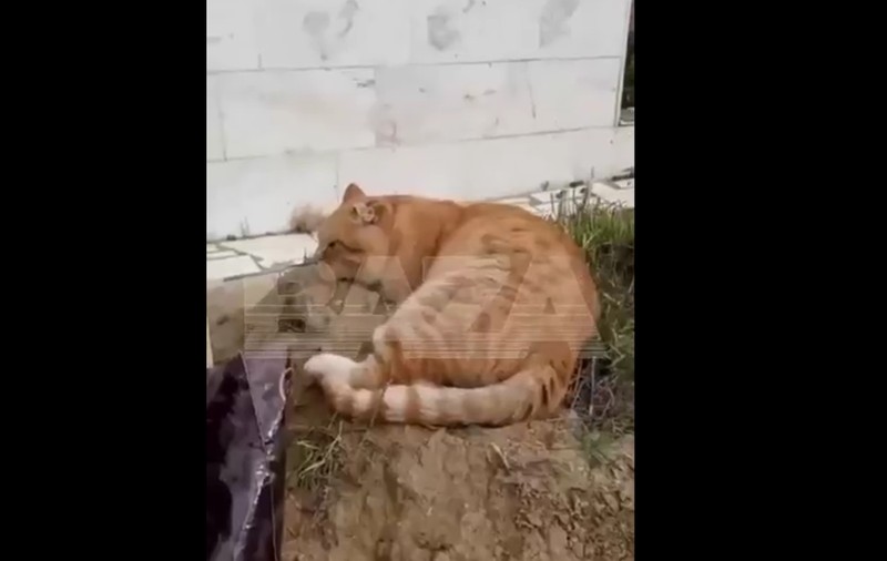 O pisică nu a plecat șapte ani de la mormântul stăpânului său