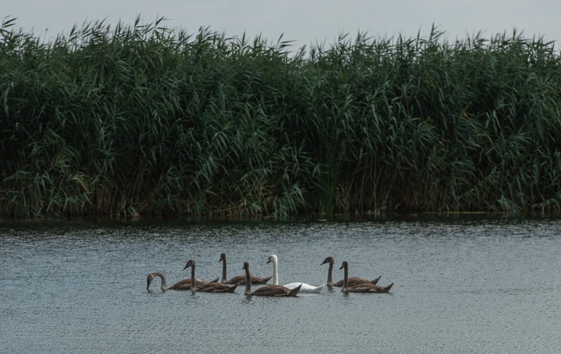 Recensământul cormoranilor. Am numărat prădătorii de pește de pe bălțile deținute de fiica ministrului agriculturii: „Au fost doi, dar au fugit”