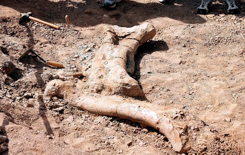 Oasele unor animale preistorice descoperite în centrul Chişinăului