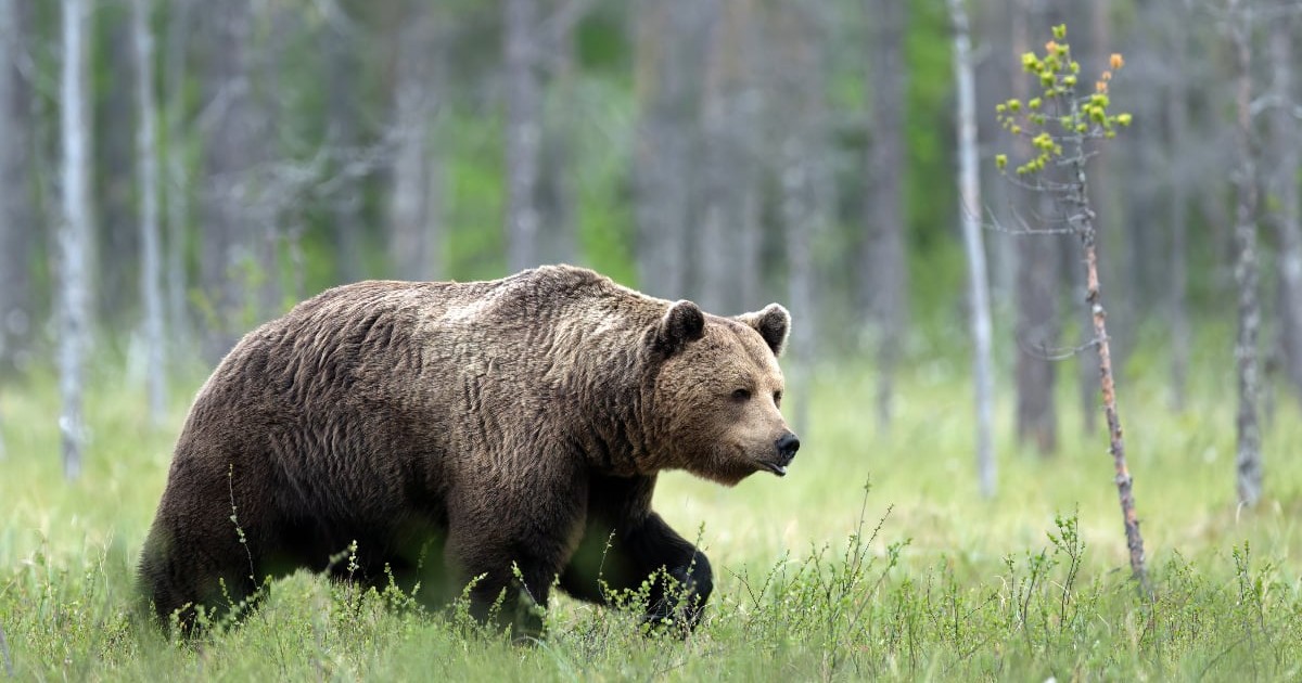 Imaginea surprinde un urs brun adult care se deplasează printr-o poiană aflată la marginea unei păduri, în mijlocul unei vegetații bogate. Animalul pare calm și atent la împrejurimi, fiind fotografiat în habitatul său natural.