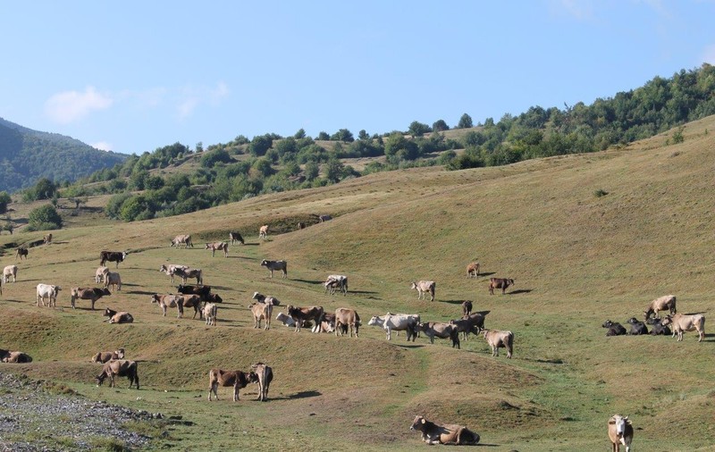 Animalele crescute două treimi din viaţă la munte vor deveni ”produs montan”