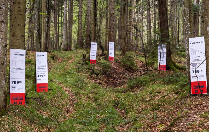IKEA face mobilă din pădurile seculare ale României, acuză Greenpeace. „Arbori cu vârste de până la 180 de ani sunt tăiați”