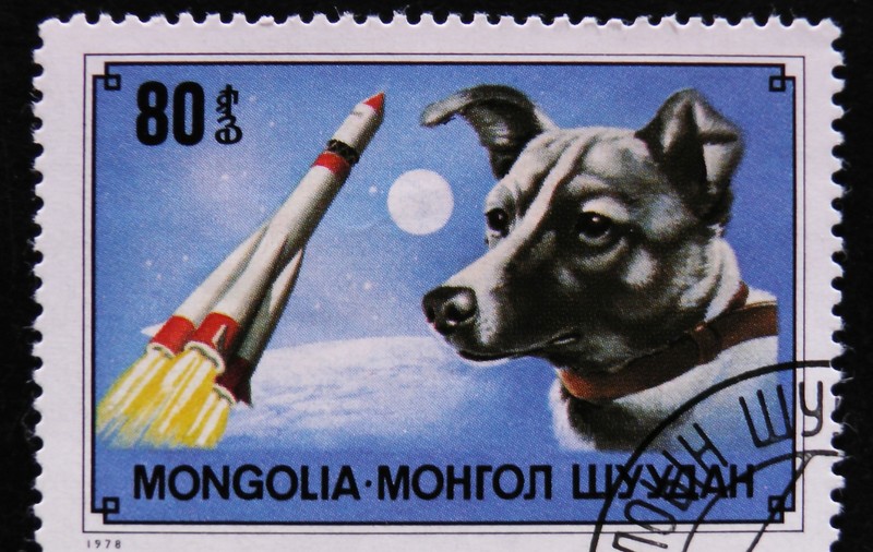 Cățelușa Laika, povestea tristă a primului animal trimis în spațiu