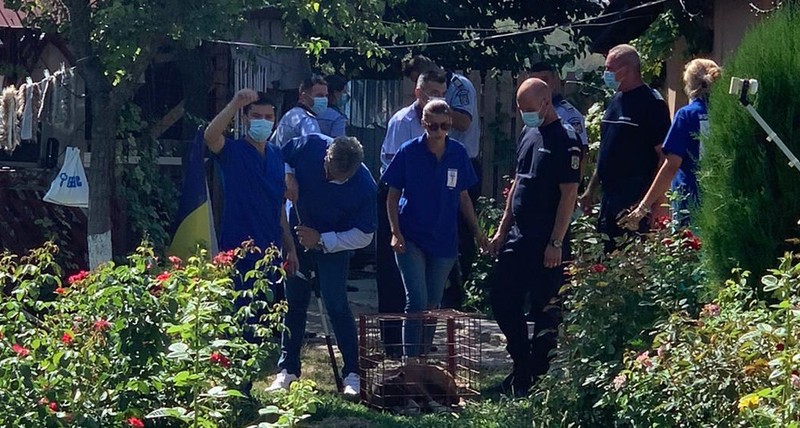 În cele din urmă, câinele a fost tranchilizat