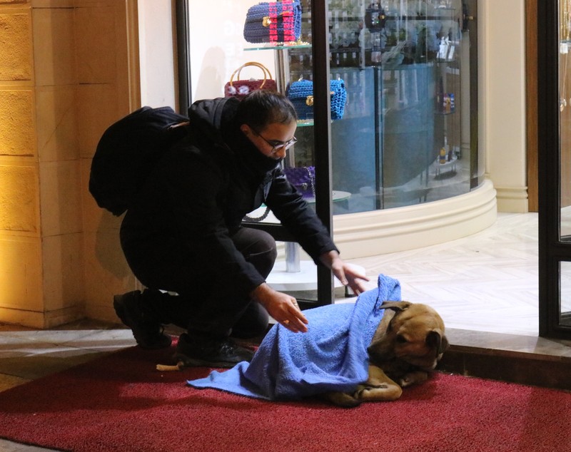 FOTO | Un medic stomatolog învelește cu pături animalele de pe stradă pentru ca ele nu moară de frig