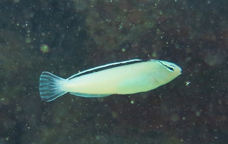 Meiacanthus, un pește mic cu potențial mare. Veninul său, posibilă sursă pentru un nou analgezic