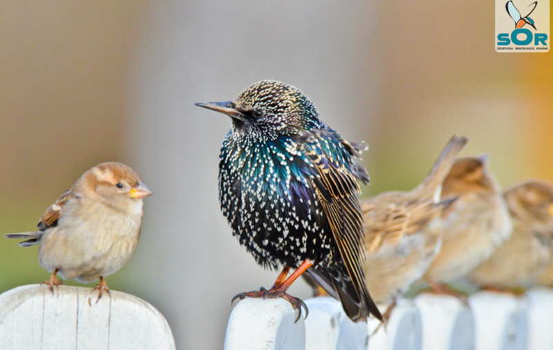Birdwatching în Parcul Natural Văcărești, pe 15 aprilie. Astfel, este aniversată Ziua Păsărilor