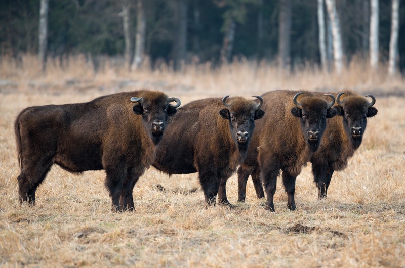 Animale salbatice pe cale de disparitie - Zimbrul
