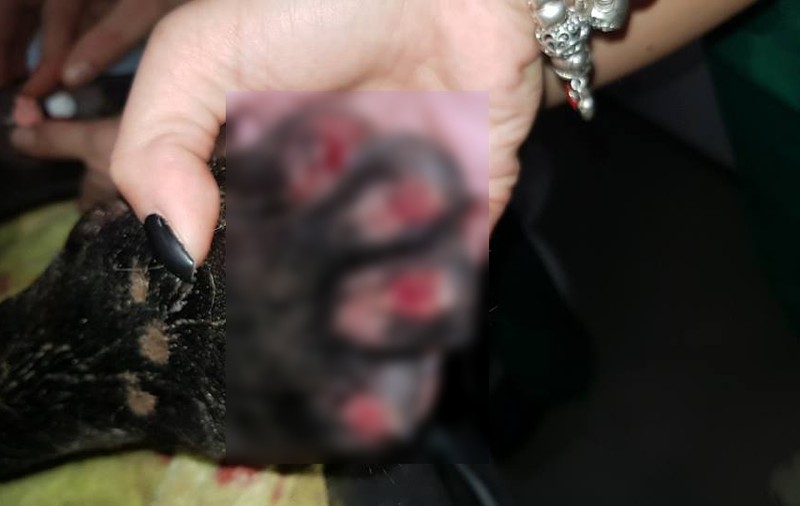 Câine târât cu mașina și lăsat să moară lângă Timișoara. Mobilizare pentru găsirea celui care a maltratat patrupedul | FOTO&VIDEO