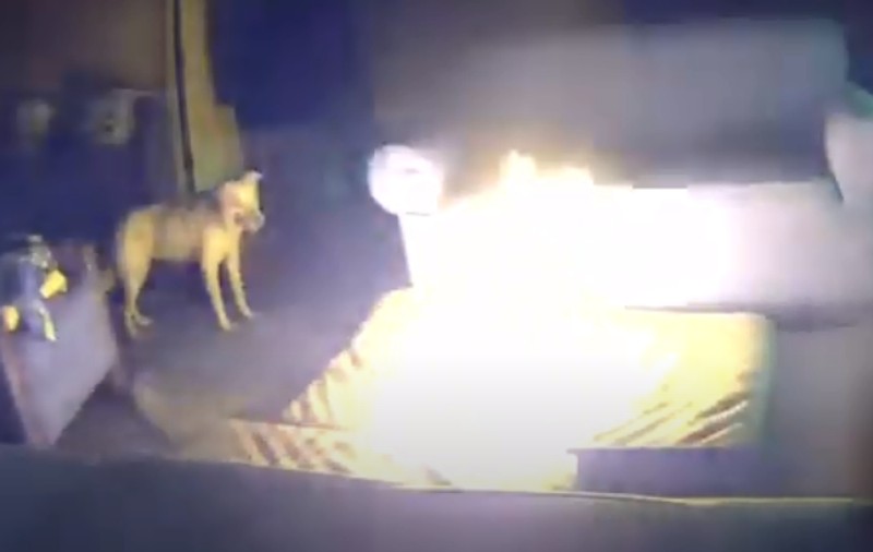 Un câine a provocat un incendiu într-o casă din SUA, după ce a mușcat o baterie | VIDEO