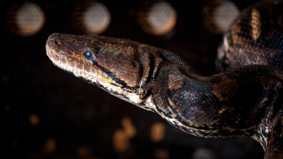 Femeie înghițită de un piton in Indonezia