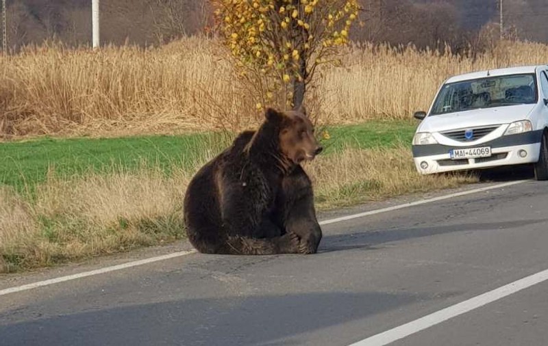 Ursul lovit de mașină, lăsat o zi întreagă să agonizeze pe șosea, a fost omorât. Prefectul de Harghita, demis