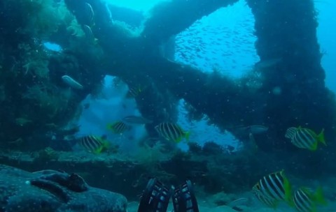 În 2013, au scufundat 60 de module de beton de câte 10 tone în Oceanul Indian. 13 ani mai târziu, au mai instalat încă 48, după ce primele au atras peste 60 de specii de pești. Sursă foto: South West Artificial Reefs / Facebook