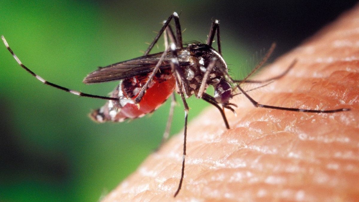 Tânțarul asiatic, sau țânțarul tigru, este principalul vector care transmite virusul West Nile Un țânțar pe piele, în momentul în care înțeapă