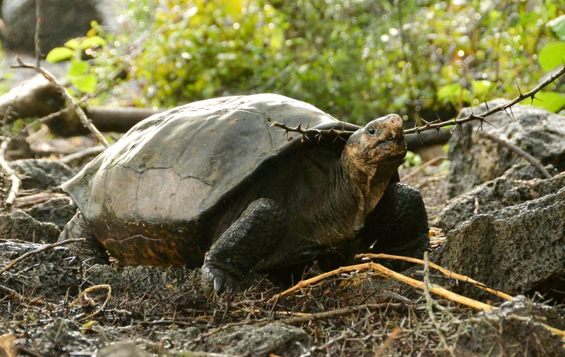 O specie de „ţestoasă uriaşă fantastică”, considerată dispărută de peste un secol, a fost găsită în viaţă