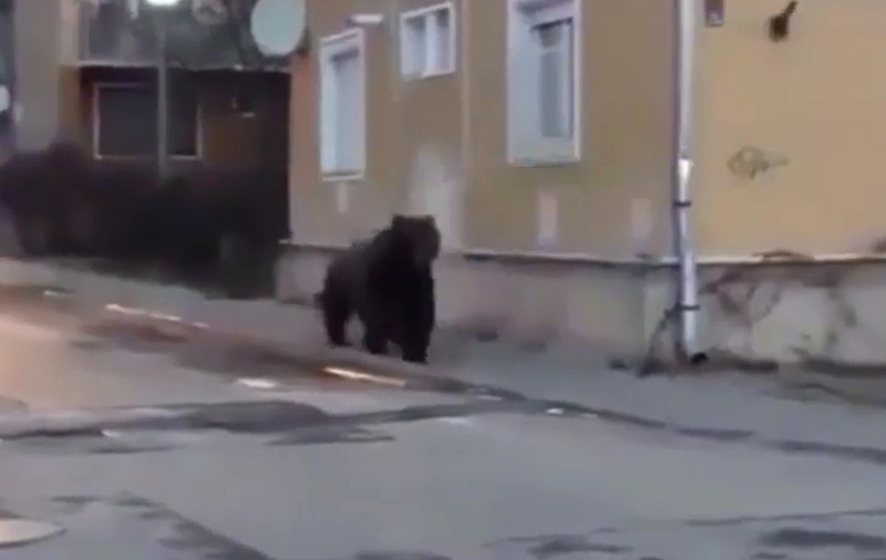 Un urs s-a plimbat nestingherit printre blocurile din Sovata. A fost emis un semnal Ro-Alert  | VIDEO
