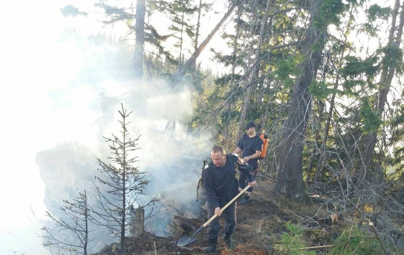 Incendiu izbucnit pe o plantație de conifere din Bistrița. Pompierii, pădurarii și sătenii luptă cu flăcările VIDEO