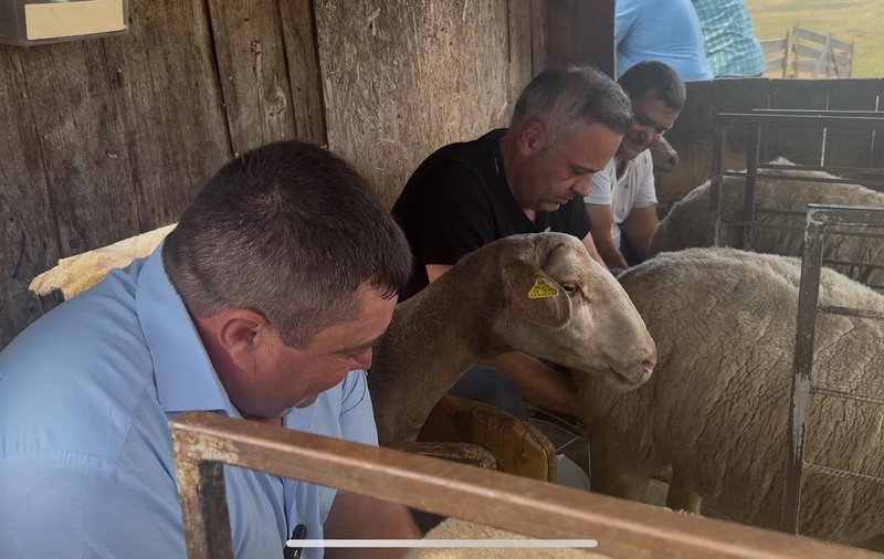 „A început să plimbe și el oaia ca Daea": reacția internauților la imaginile cu ministrul Barbu care mulge oile la Sibiu