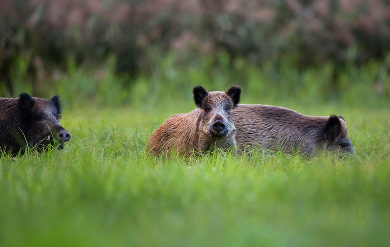 Zeci de mistreți au fost împușcați în Arad din cauza pestei porcine africane