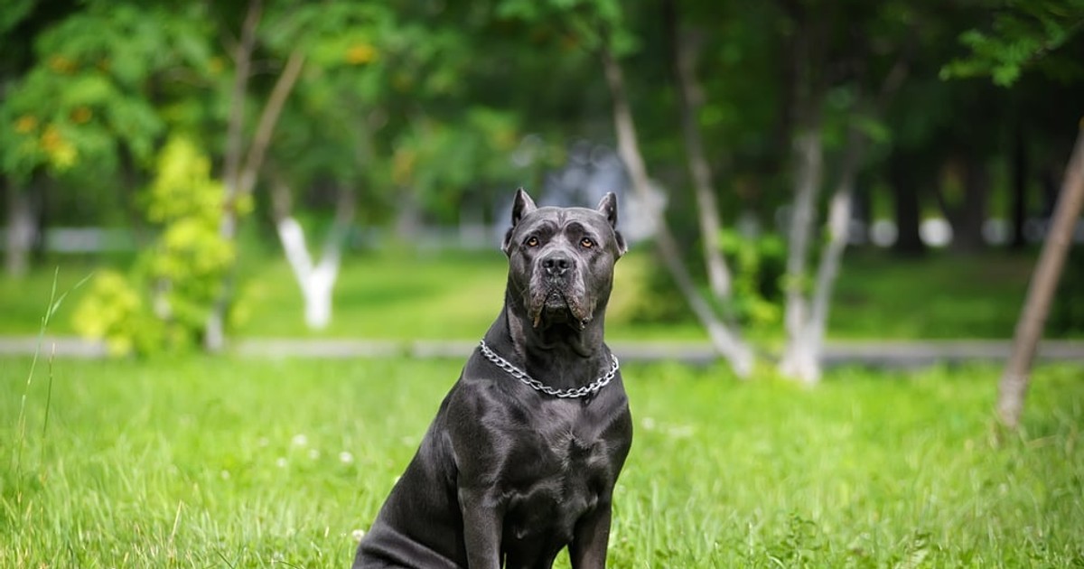 Cane Corso - ce caracteristici și temperament are patrupedul. Cum se dresează