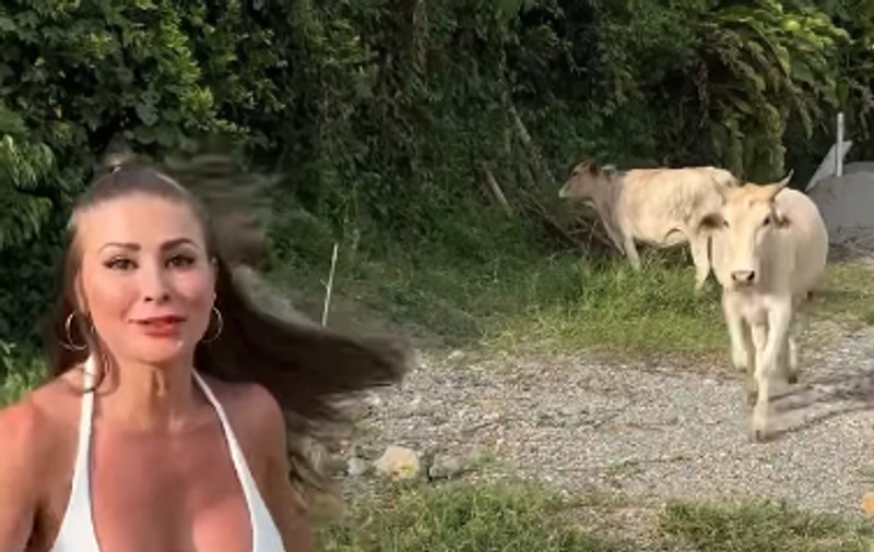 Vedetă Playboy, alergată de o văcuță, în timpul unei ședințe foto: „Am crezut că putem fi prietene”