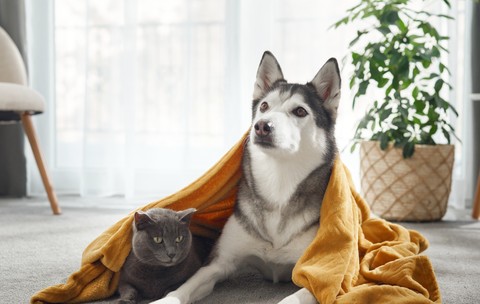 Un Husky siberian și o pisică British Short Hair împreună pe un covor 