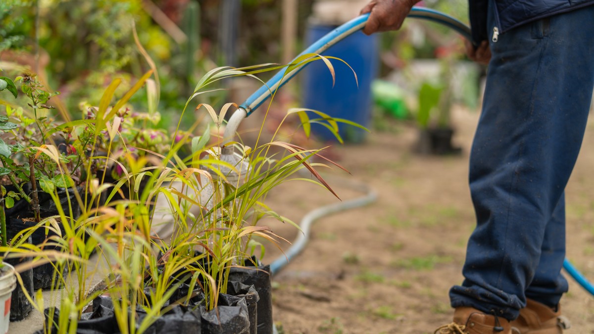 Un grădinar udă plantele aflate în pungi de plastic negre, folosind un furtun albastru, într-o pepinieră